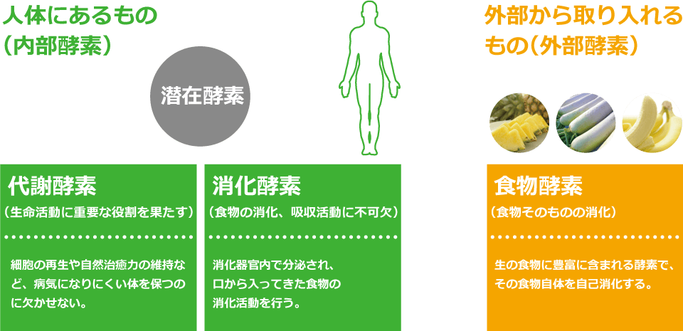 酵素とは何か？