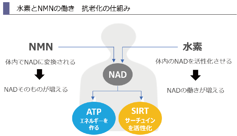 NMNsystemchart