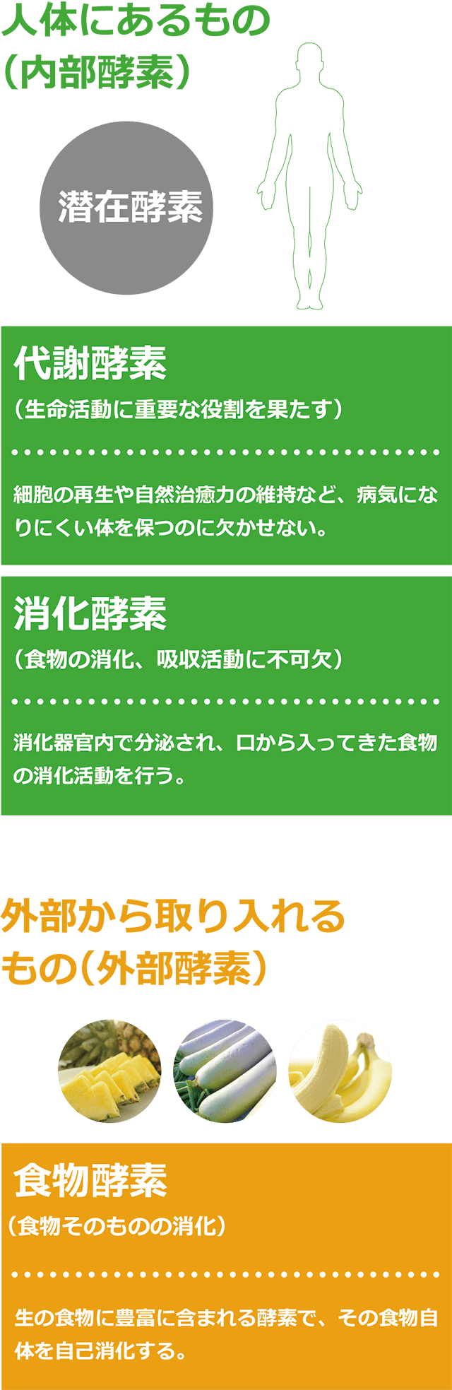 酵素とは何か？