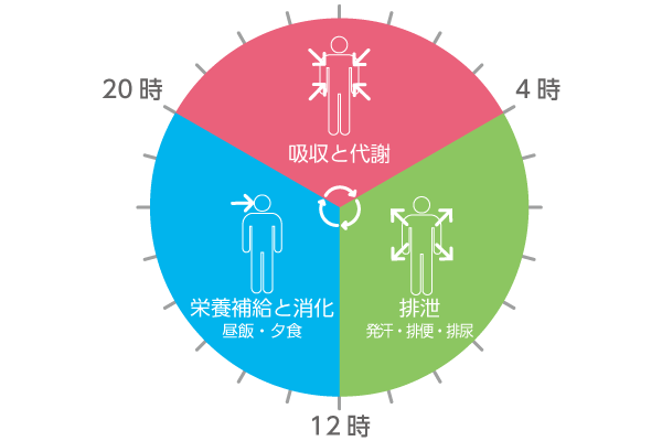 排泄・消化・吸収