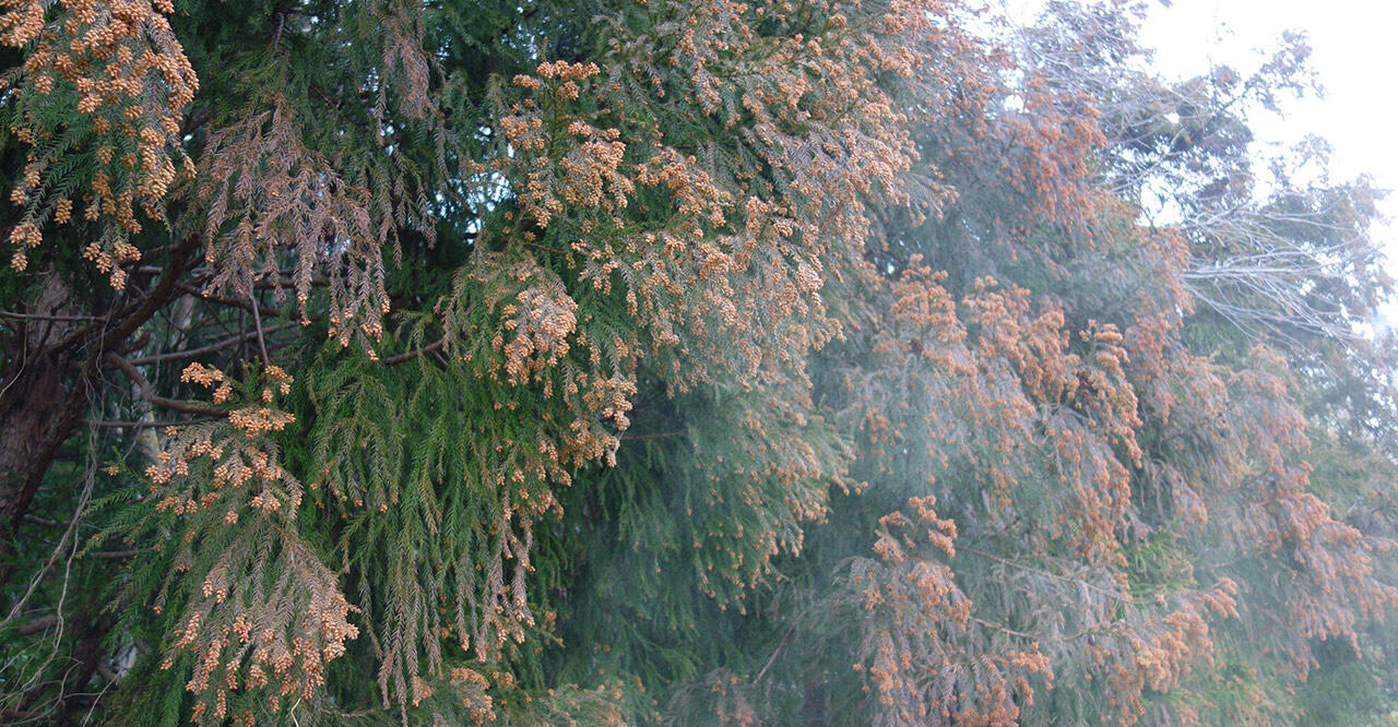 花粉症の最良の対策と治療